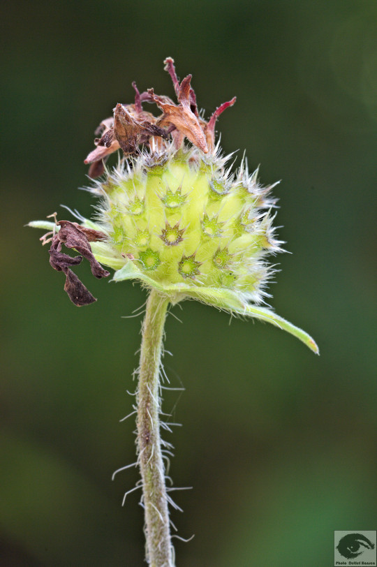  MG 3820 welke Blumen